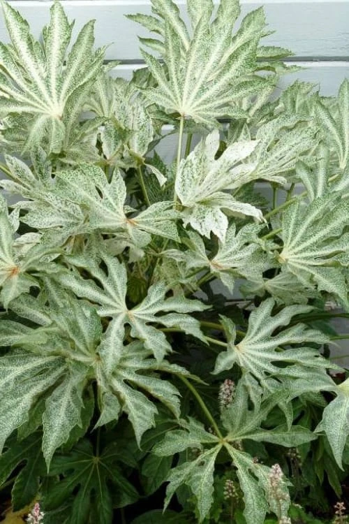 Spider's Web Fatsia - Japanese Aralia Paper Plant - 1 Gallon Pot 1 Spider's Web Fatsia - Japanese Aralia Paper Plant - 1 Gallon Pot