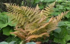 Autumn Fern (Dryopteris Erythrosora) - 3 Gallon -Garden Care Fern Autumn 1 1