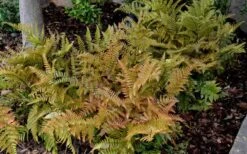 Autumn Fern - Dryopteris Erythrosora - 1 Gallon Pot -Garden Care Fern Autumn 2