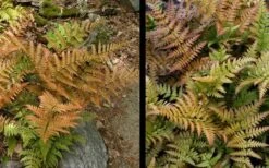 Autumn Fern - Dryopteris Erythrosora - 1 Gallon Pot -Garden Care Fern Autumn 4