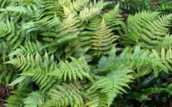 Autumn Fern (Dryopteris Erythrosora) - 3 Gallon -Garden Care Fern Autumn Summer 1