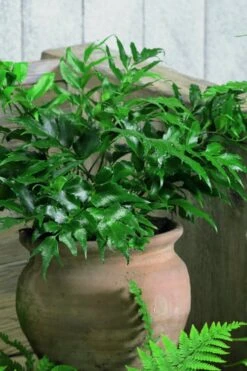 Japanese Holly Fern - Cyrtomium Falcatum 'Rochfordianum' - 2.5 Quart Pot 9 Japanese Holly Fern - Cyrtomium Falcatum 'Rochfordianum' - 2.5 Quart Pot -Garden Care Fern Japanese Holly 8