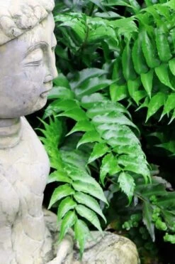 Japanese Holly Fern - Cyrtomium Falcatum 'Rochfordianum' - 2.5 Quart Pot 10 Japanese Holly Fern - Cyrtomium Falcatum 'Rochfordianum' - 2.5 Quart Pot -Garden Care Fern Japanese Holly 9