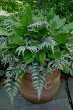 Japanese Painted Fern - 5 Pack Of Quart Pots -Garden Care Fern Japanese Painted 19