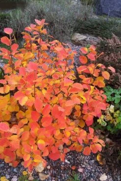 Blue Mist Fothergilla - 3 Gallon Pot -Garden Care Fothergilla Blue Mist 3