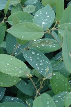 Blue Mist Fothergilla - 3 Gallon Pot -Garden Care Fothergilla Blue Mist 4