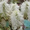 Blue Mist Fothergilla - 3 Gallon Pot