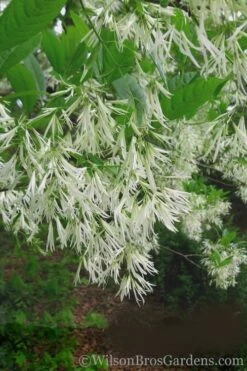 Grancy Graybeard - White Fringe Tree - 7 Gallon Pot (2-3') -Garden Care Grancy Graybeard Tree 30