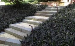 Black Mondo Grass (Ophiopogon Planiscapus 'Nigrescens') - 6 Pack Of Pint Pots -Garden Care Grass Mondo Black