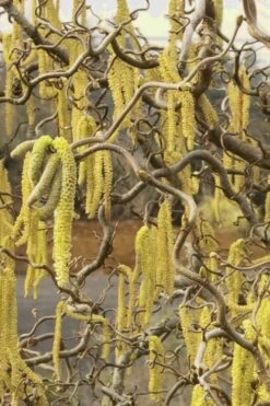 Harry Lauder's Walking Stick - Corylus Avellana 'Contorta' - 1 Gallon Pot -Garden Care Harry Lauder Walking Stick 11