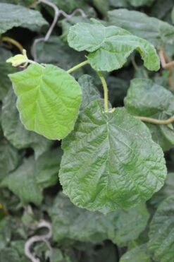 Harry Lauder's Walking Stick - Corylus Avellana 'Contorta' - 1 Gallon Pot -Garden Care Harry Lauder Walking Stick 12