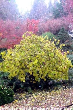 Harry Lauder's Walking Stick - Corylus Avellana 'Contorta' - 1 Gallon Pot -Garden Care Harry Lauder Walking Stick 15