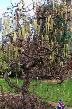 Harry Lauder's Walking Stick - Corylus Avellana 'Contorta' - 1 Gallon Pot -Garden Care Harry Lauder Walking Stick 16