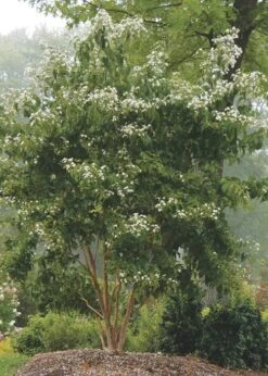 Temple Of Bloom Seven-son Flower (Heptacodium Miconioides) - 3 Pack Of Quart Pots -Garden Care Heptacodium Temple Of Bloom 3