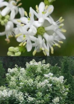Temple Of Bloom Seven-son Flower (Heptacodium Miconioides) - 3 Pack Of Quart Pots -Garden Care Heptacodium Temple Of Bloom 5
