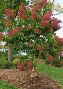 Temple Of Bloom Seven-son Flower (Heptacodium Miconioides) - 3 Pack Of Quart Pots -Garden Care Heptacodium Temple Of Bloom 8