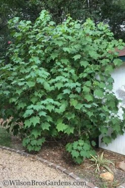 Confederate Rose Hibiscus (Rose Mallow) - 3 Pack Of Quart Pots -Garden Care Hibiscus Confederate Rose Shrub 1 500x700 1