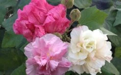 Confederate Rose Hibiscus (Rose Mallow) - 3 Pack Of Quart Pots -Garden Care Hibiscus Mutabilis Confederate Rose