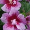 Purple Pillar Rose Of Sharon - 3 Gallon Pot