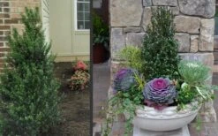 Pyramidal Compacta Japanese Holly - 3 Gallon Pot 9 Pyramidal Compacta Japanese Holly - 3 Gallon Pot -Garden Care Holly Compacta Pyramidal 2