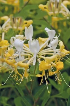 Scentsation Fragrant Yellow Honeysuckle - Lonicera Periclymenum - 1 Gallon Pot -Garden Care Honeysuckle Scentsation 1
