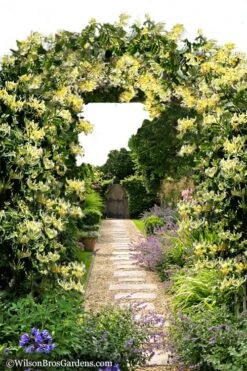 Scentsation Fragrant Yellow Honeysuckle - Lonicera Periclymenum - 1 Gallon Pot -Garden Care Honeysuckle Scentsation 10