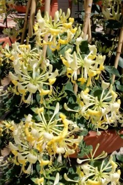 Scentsation Fragrant Yellow Honeysuckle - Lonicera Periclymenum - 1 Gallon Pot -Garden Care Honeysuckle Scentsation 2