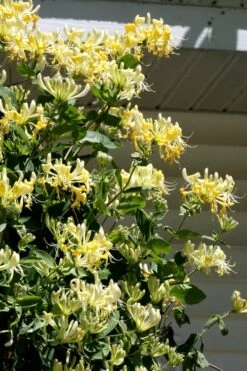 Scentsation Fragrant Yellow Honeysuckle - Lonicera Periclymenum - 1 Gallon Pot -Garden Care Honeysuckle Scentsation 3
