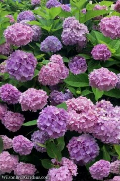 All Summer Beauty Hydrangea - 3 Gallon Pot -Garden Care Hydrangea All Summer Beauty 1