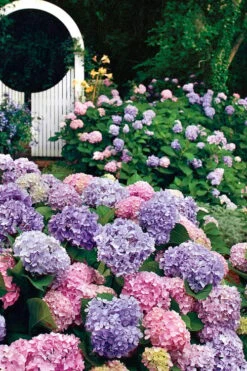 All Summer Beauty Hydrangea - 3 Gallon Pot -Garden Care Hydrangea All Summer Beauty 2
