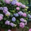 All Summer Beauty Hydrangea - 3 Gallon Pot