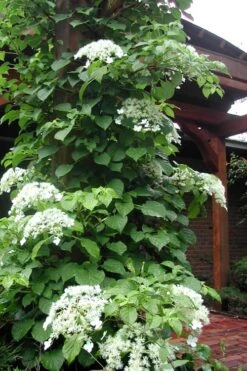 Climbing Hydrangea 'Petiolaris' - 2 Gallon Pot 18 Climbing Hydrangea 'Petiolaris' - 2 Gallon Pot -Garden Care Hydrangea Climbing Petiolaris 10