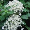 Climbing Hydrangea 'Petiolaris' - 2 Gallon Pot