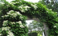 Climbing Hydrangea 'Petiolaris' - 2 Gallon Pot 19 Climbing Hydrangea 'Petiolaris' - 2 Gallon Pot -Garden Care Hydrangea Climbing Petiolaris 13