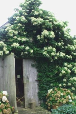 Climbing Hydrangea 'Petiolaris' - 2 Gallon Pot 14 Climbing Hydrangea 'Petiolaris' - 2 Gallon Pot -Garden Care Hydrangea Climbing Petiolaris 15