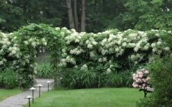 Climbing Hydrangea 'Petiolaris' - 2 Gallon Pot 20 Climbing Hydrangea 'Petiolaris' - 2 Gallon Pot -Garden Care Hydrangea Climbing Petiolaris 16