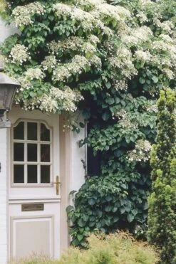 Climbing Hydrangea 'Petiolaris' - 2 Gallon Pot 15 Climbing Hydrangea 'Petiolaris' - 2 Gallon Pot -Garden Care Hydrangea Climbing Petiolaris 17
