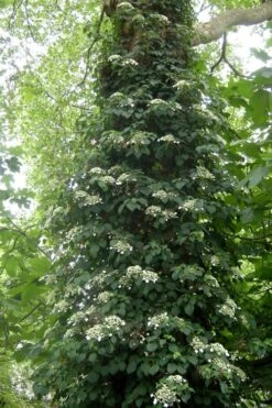Climbing Hydrangea 'Petiolaris' - 2 Gallon Pot 16 Climbing Hydrangea 'Petiolaris' - 2 Gallon Pot -Garden Care Hydrangea Climbing Petiolaris 8