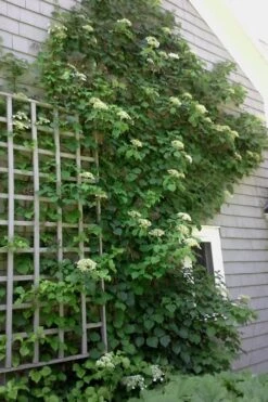 Climbing Hydrangea 'Petiolaris' - 2 Gallon Pot 21 Climbing Hydrangea 'Petiolaris' - 2 Gallon Pot -Garden Care Hydrangea Climbing Petiolaris 9