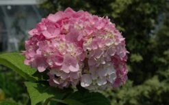 Dear Dolores Hydrangea - 3 Gallon Pot 12 Dear Dolores Hydrangea - 3 Gallon Pot -Garden Care Hydrangea Dear Dolores Pink