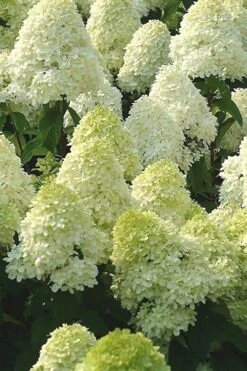 Limelight PeeGee Hydrangea - 2.5 Gallon Pot -Garden Care Hydrangea Limelight 107
