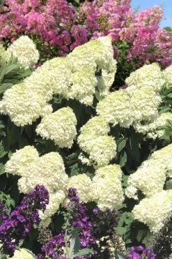 Limelight PeeGee Hydrangea - 2.5 Gallon Pot -Garden Care Hydrangea Limelight 110