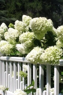 Limelight PeeGee Hydrangea - 2.5 Gallon Pot -Garden Care Hydrangea Limelight 21