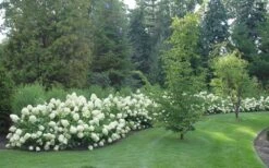 Limelight PeeGee Hydrangea - 2.5 Gallon Pot -Garden Care Hydrangea Limelight hedge natural