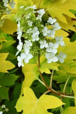 Little Honey Oakleaf Hydrangea - 1 Gallon Pot 9 Little Honey Oakleaf Hydrangea - 1 Gallon Pot -Garden Care Hydrangea Little Honey 3