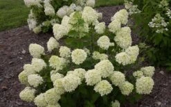 Little Lime Hydrangea - 3 Pack Of Quart Pots -Garden Care Hydrangea Little Lime 1