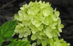 Little Lime Hydrangea - 3 Gallon Pot 10 Little Lime Hydrangea - 3 Gallon Pot -Garden Care Hydrangea Little Lime 2