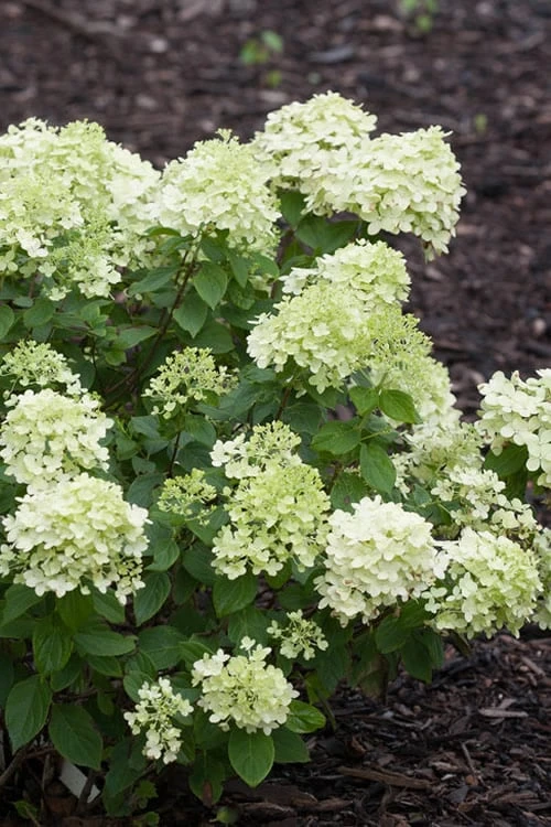 Little Lime Hydrangea - 3 Gallon Pot 1 Little Lime Hydrangea - 3 Gallon Pot