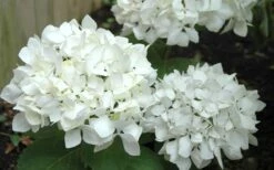 Sister Theresa Hydrangea - 3 Gallon Pot -Garden Care Hydrangea Sister Theresa 50