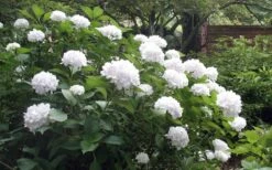 Sister Theresa Hydrangea - 3 Gallon Pot -Garden Care Hydrangea Sister Theresa 51